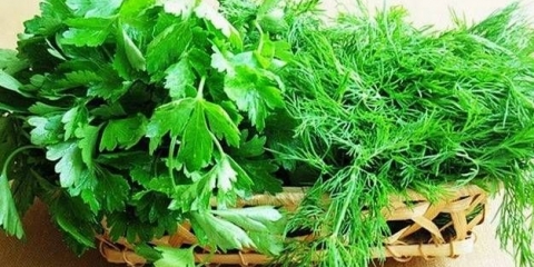 Kako sačuvati zelenilo za zimu